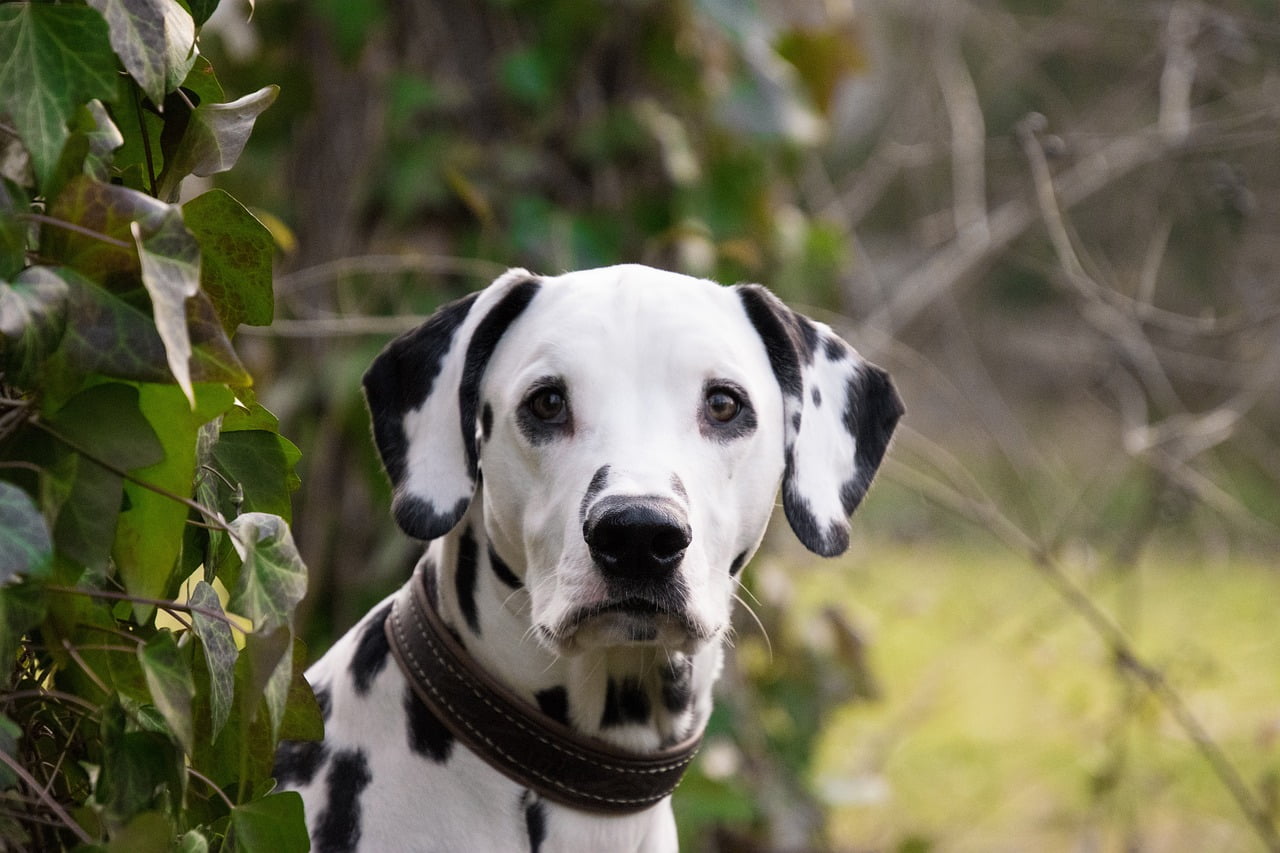 Dálmatas como Cães de Terapia