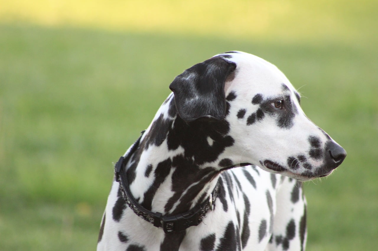 dogs, dalmatian, outdoor
