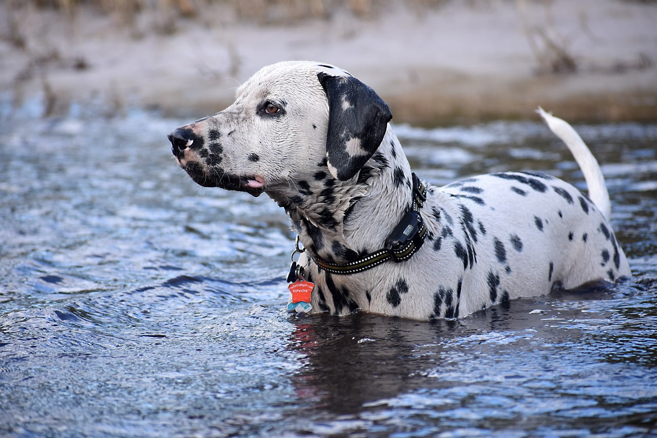 dog, dalmatian, canine